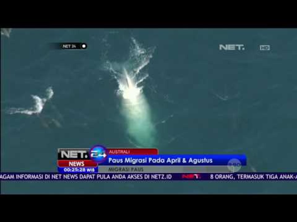 Migrasi Paus Putih - NET24