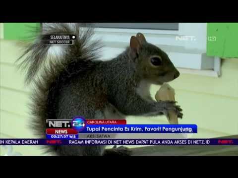Tupai Pecinta Es Krim Jadi Favorit Pengunjung - NET24