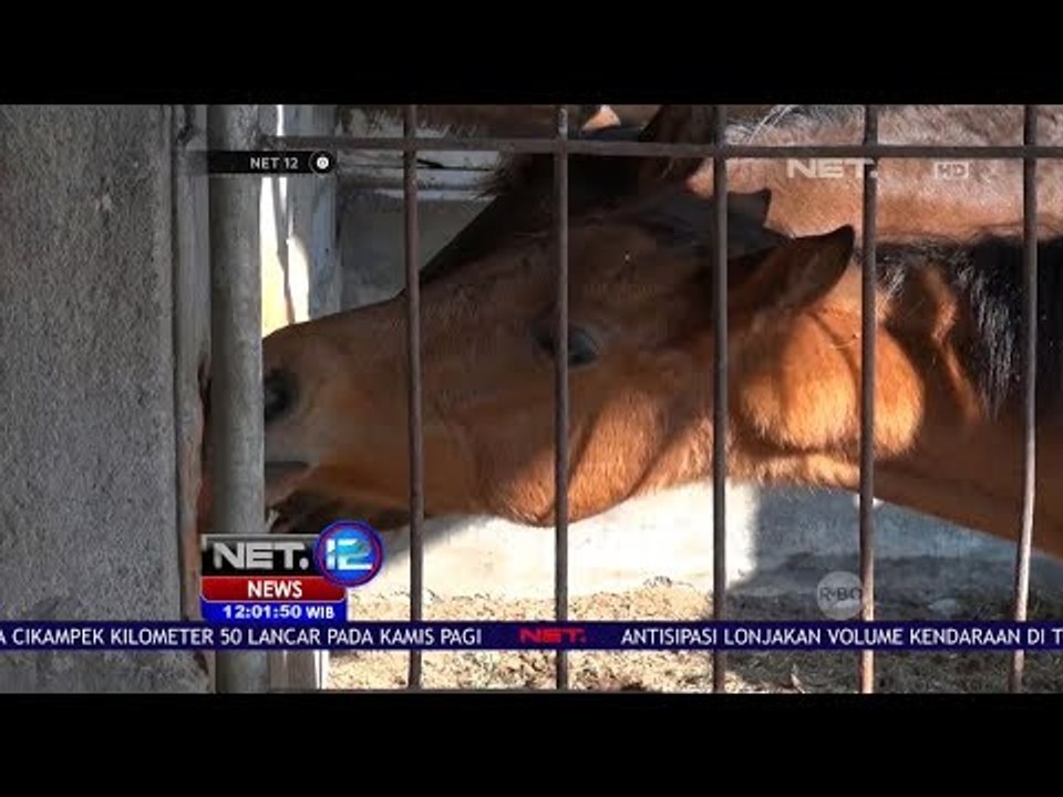Berwisata Edukatif di Peternakan Kuda Pacu - Net 12