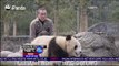 Tingkah Laku Lucu Panda Kembar Bergulat - NET24