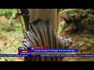 Bunga Bangkai Tertinggi Di Dunia Mekar Di Riau, Indonesia