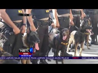 Download Video: Enam Ekor Anjing Disiapkan Untuk Pengawasan Penyelundupan Narkoba - NET 5