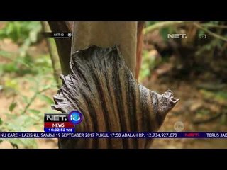 Bunga Bangkai Tertinggi Di Dunia Mekar Di Riau - NET10