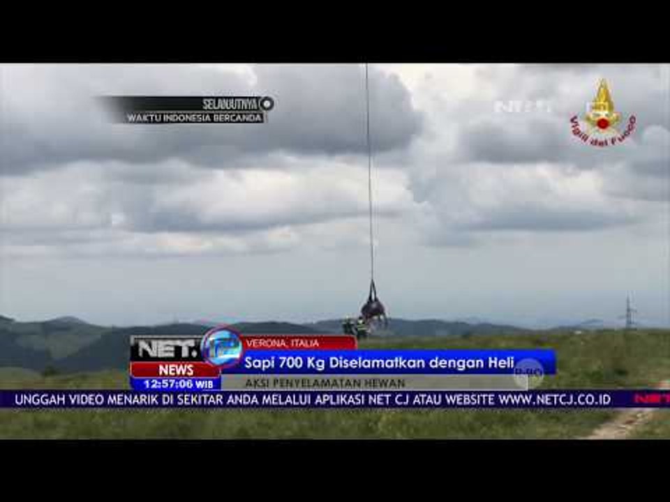 Sapi Seberat 700 Kg Diselamatkan Dengan Heli - Net 12