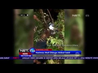 Harimau Mati Diduga Sakit - NET24