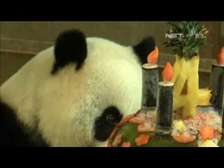 Ulang Tahun Panda Yuan Zai Dirayakan Meriah Oleh Fans - Net 24