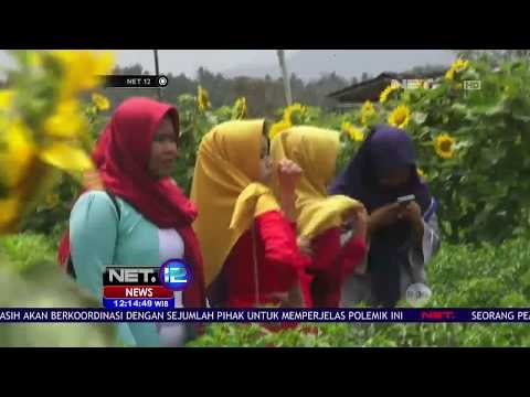 Berselfie Cantik Di Kebun Bunga Matahari Milik Pak Tani - NET12
