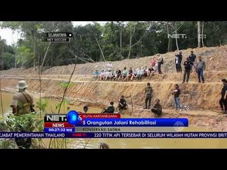 Lima Orang Utan Jalani Rehabilitasi - NET24