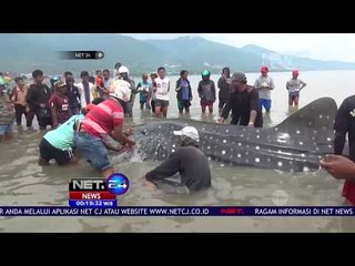 Tải video: Hiu Paus Terperangkap Jaring Nelayan Di Perairan Teluk Palu - NET24