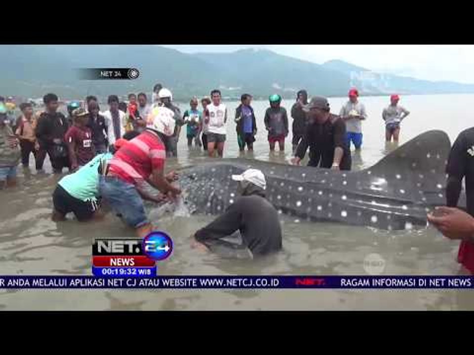 Hiu Paus Terperangkap Jaring Nelayan Di Perairan Teluk Palu - NET24