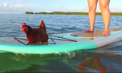 Gaul Abis, Ayam Ini Hobi Wisata Danau