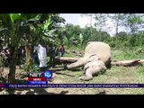 Polres Aceh Timur Proses Kasus Kematian Dua Gajah Sumatera - NET10