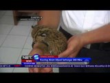 2 Kucing Hutan Menggemaskan Ini Berhasil Diamankan Petugas Sebelum Di Jual - NET5