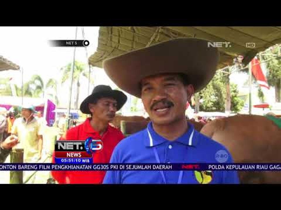 Kontes Sapi Jumbo