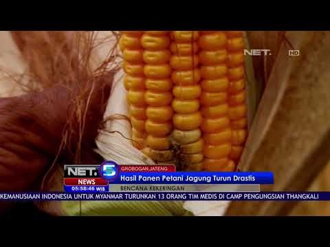 4600 Hektar Lahan Jagung Terkena Dampak Kekeringan - NET5