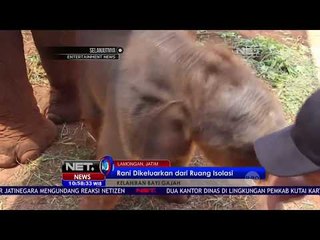 Download Video: Agar Tumbuh Sehat, Rani Si Bayi Gajah Lucu Harus Diawasi Dokter Hewan - NET10