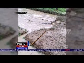 Download Video: Seekor Buaya Muncul di Pesawahan Warga Pasca Banjir - NET10