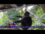 Lama Tinggal di Inggris, 6 Ekor Lutung Jawa Pulang Kampung - NET24