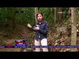 Sekolah Hutan Samboja Ajarkan Keterampilan untuk Orangutan - NET5