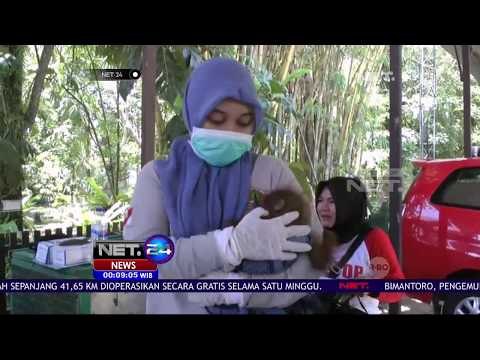 Kasihan, Bayi Orangutan Ini Terpisah dari Induknya - NET24