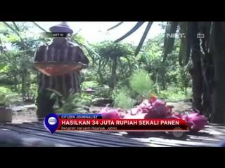 Sukses Berkebun Buah Naga - NET 10