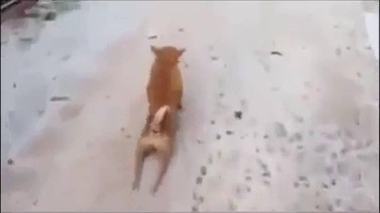 Funny Videos 2015 - Funny Video