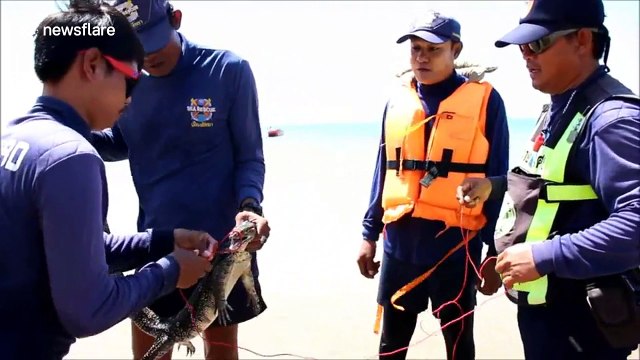 Monitor lizard caught on beach after terrified tourists mistook it for a crocodile