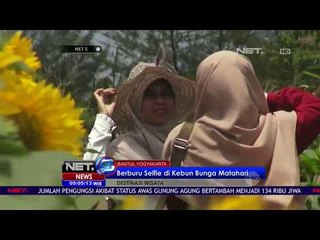 Petani Ini Tak Menyangka Kebun Bunga Mataharinya Eksis Digunakan Berselfie - NET5