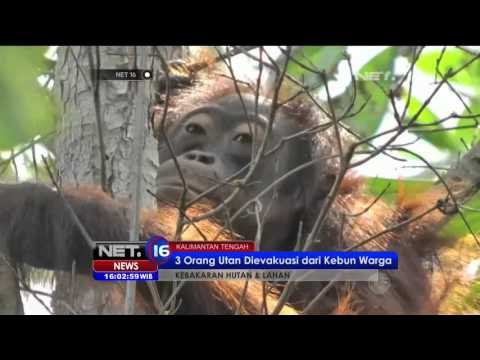 Kabut Asap Kembali Selimuti Palembang - NET16