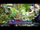 Warga Upayakan Tangkap Beruang Yang Tewaskan Satu Orang Di Kampar, Riau - NET12