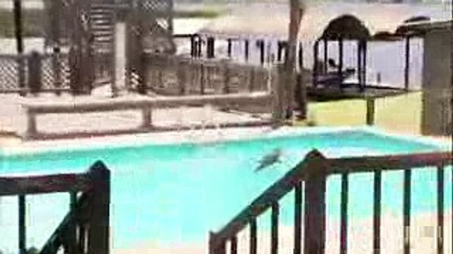 Unwelcome Gator Takes a Dip in Family Pool Gator Boys