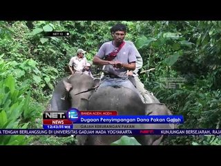 Kinerja Gajah Penghalau Terhambat Karena Kekurangan Pakan - NET12