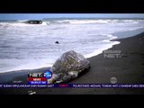 Diduga Mati Dibunuh, Penyu Hijau Terdampar Di Pantai Batu Hiu Pangandaran - NET4