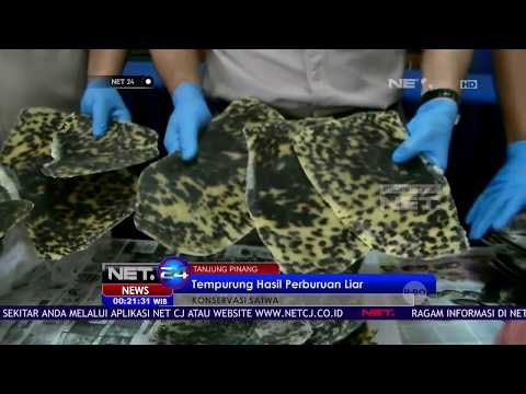 Petugas Berhasil Menyita Ratusan Tempurung Penyu - NET24