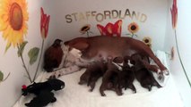 7ème Vidéo Maman LUNA et ses petits dragons chiot de la 30ème portée de STAFFORDLAND