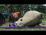 Dua Gajah Mati Tersengat Listrik di Aceh NET5
