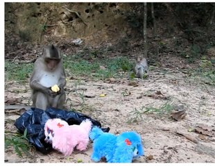 Test IQ brain of monkey ! How fun it is !