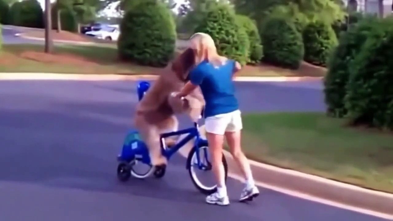 Funny Animals Compilation Funny Videos Of Funny Animals