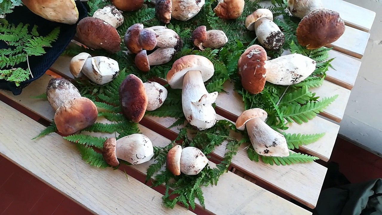 Raccolta fortunata di Funghi Porcini