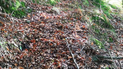 Raccolta Funghi Porcini alle Roncole