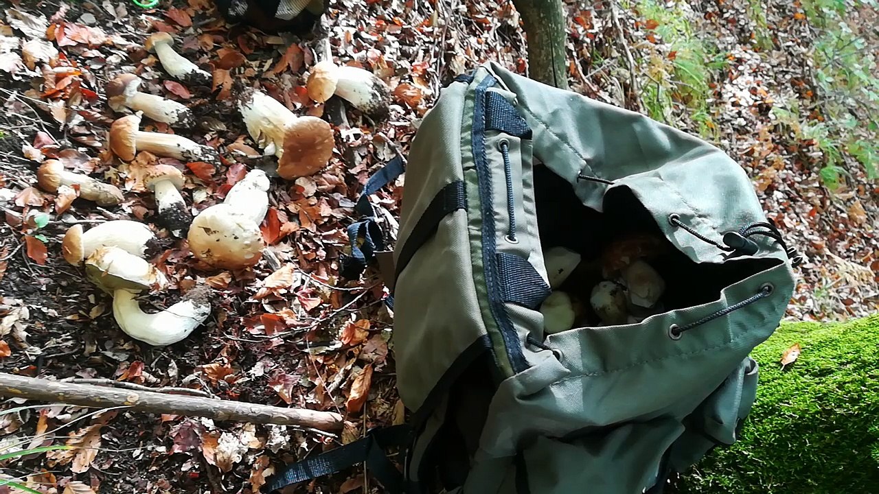 Faggi cercare funghi porcini