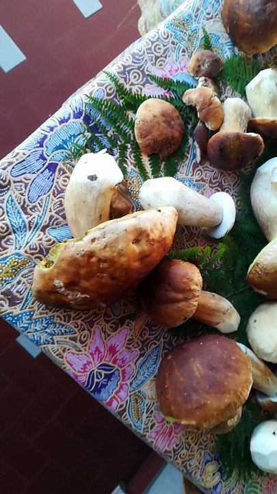 Funghi Porcini