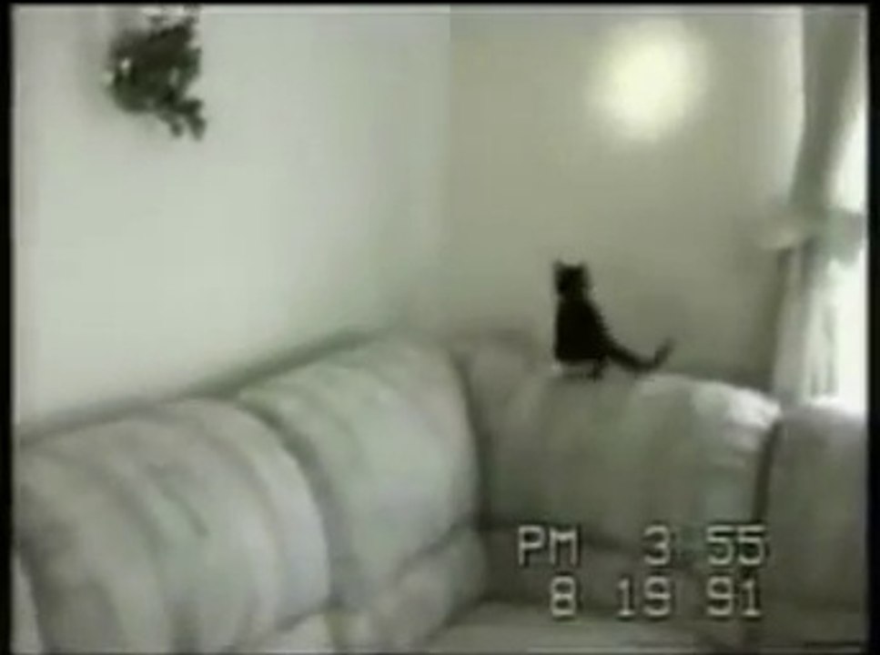 Funny Cats