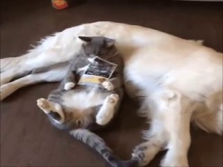 Best Funny & Cute Animal Video Clips