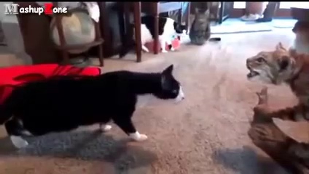 Funny Cats Getting Scared