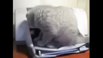 Funny Cats Compilation Funny Cat Videos Ever Funny Videos Funny Animals Funny Animal