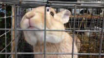 L'exposition nationale d'aviculture d'Avranches bat son plein