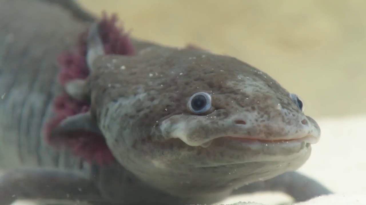 10 animaux incroyables que vous n'avez probable...