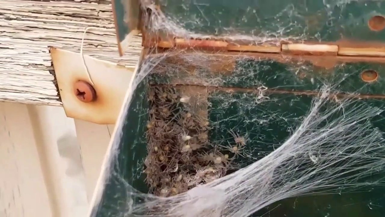 Quand des centaines d'araignées ont élu domicile dans ta boite aux lettres