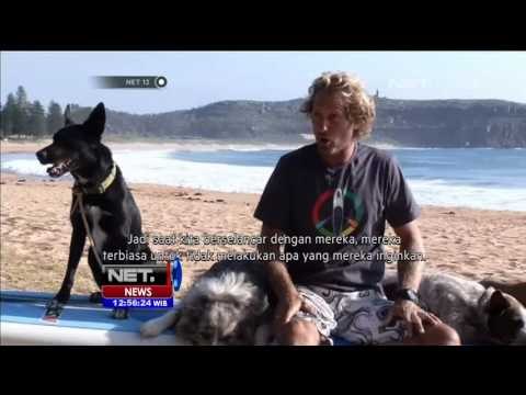 Anjing Pintar Bermain Selancar - NET12